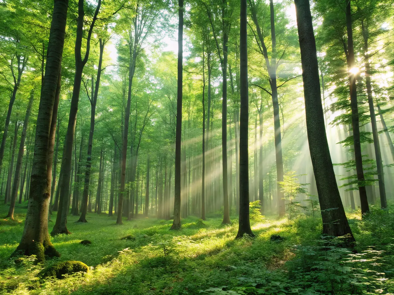 A scenic view of a restored rural road winding through a lush green forest, showcasing the natural beauty preserved by ASS DEFENSE ET MISE EN VALEUR CHEMINS.